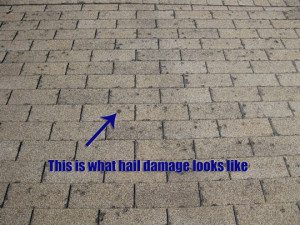 longmont-hail-damaged-roof